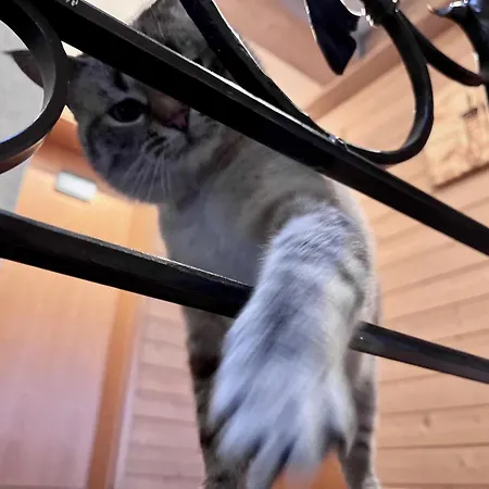 格尼凯博耐霍富酒店 3* 普夫龙滕